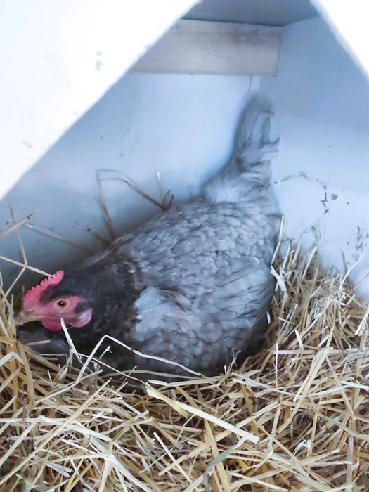 Ekologiczne jajka z certyfikatem