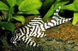 GB zbrojnik L- 236 ,,glonojad'' Hypancistrus sp. L 236 ryba krajowa
