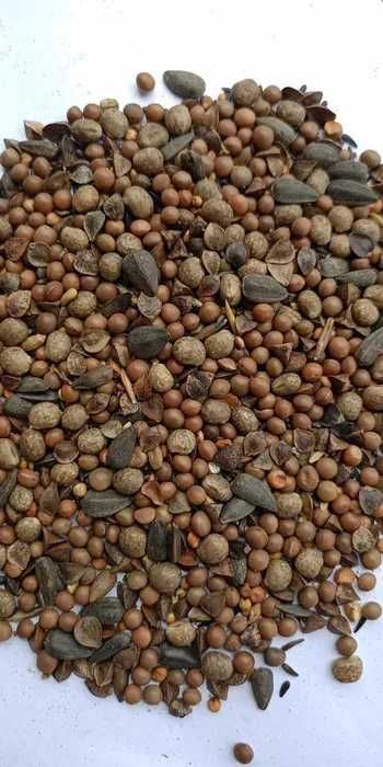 ieszanka poplonowa, rzodkiew, gorczyca, gryka poplon wysyłka