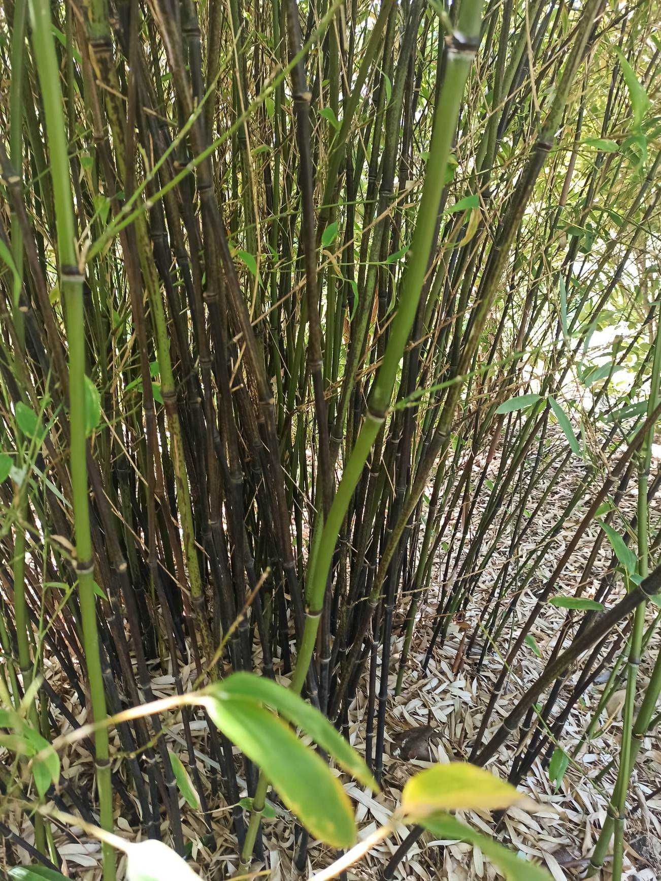 Bambusy mrozoodporne,zimozielone.Phyllostachys vivax shanghai 3 inne.