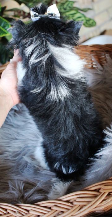 Yorkshire terrier biewer