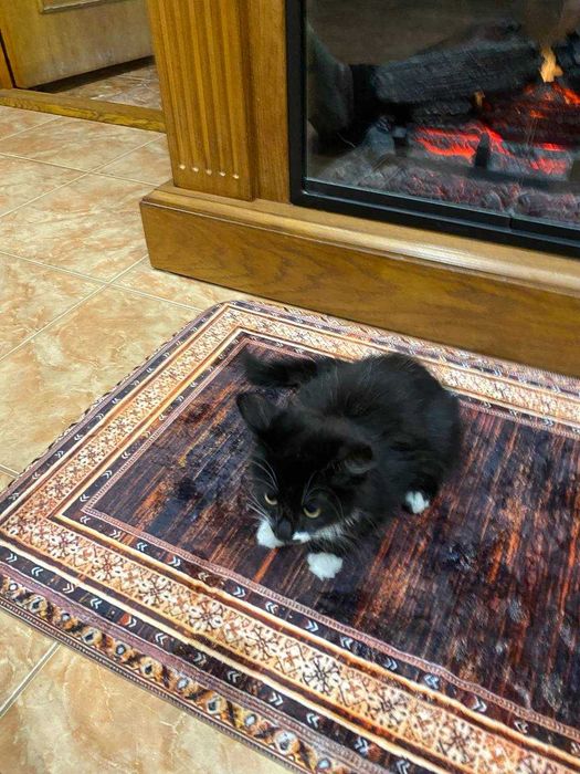 Віддамо грайливого котика