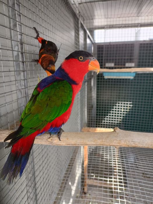 Lory bailarino macho.