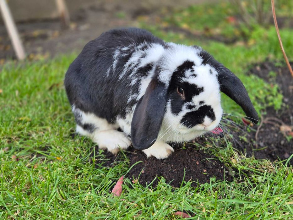 Królik rasy baran francuski samiec