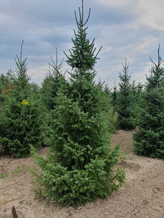 Świerk serbski PICEA OMORICA 400-600cm Kopane Maszyną TRANSpor PREMIUM