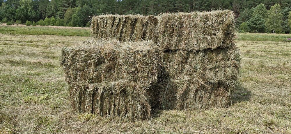 Siano w kostkach