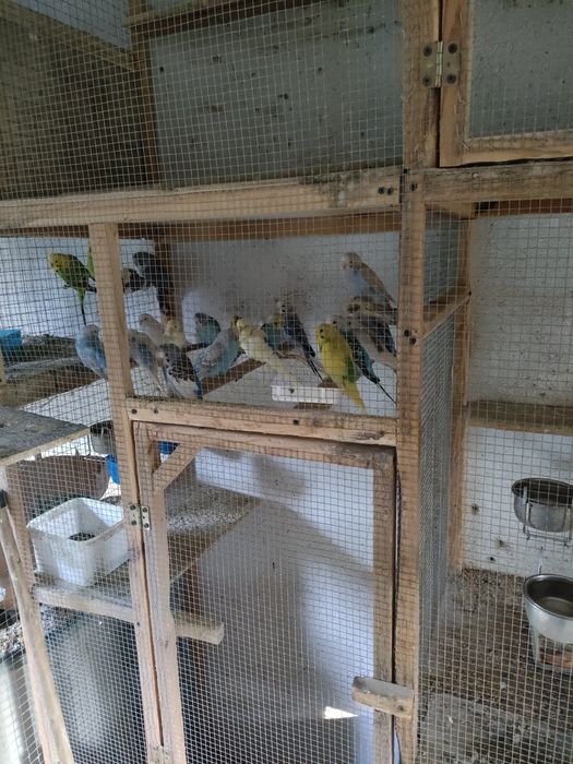 Papugi faliste nimfy