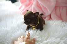 Chihuahua Cudna Mini XXS Chocolate  dziewczynka