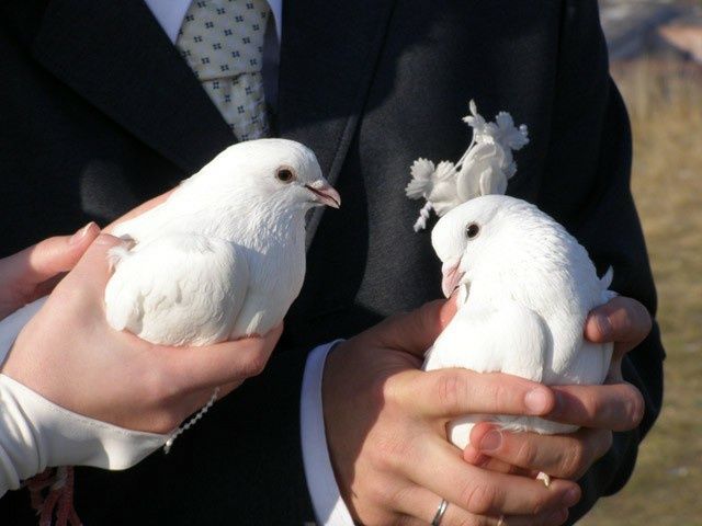 Білі голуби на весіля