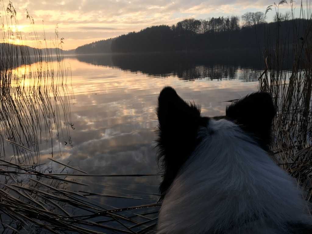 Ogrodzony domek na wakacje z psem na odludziu.