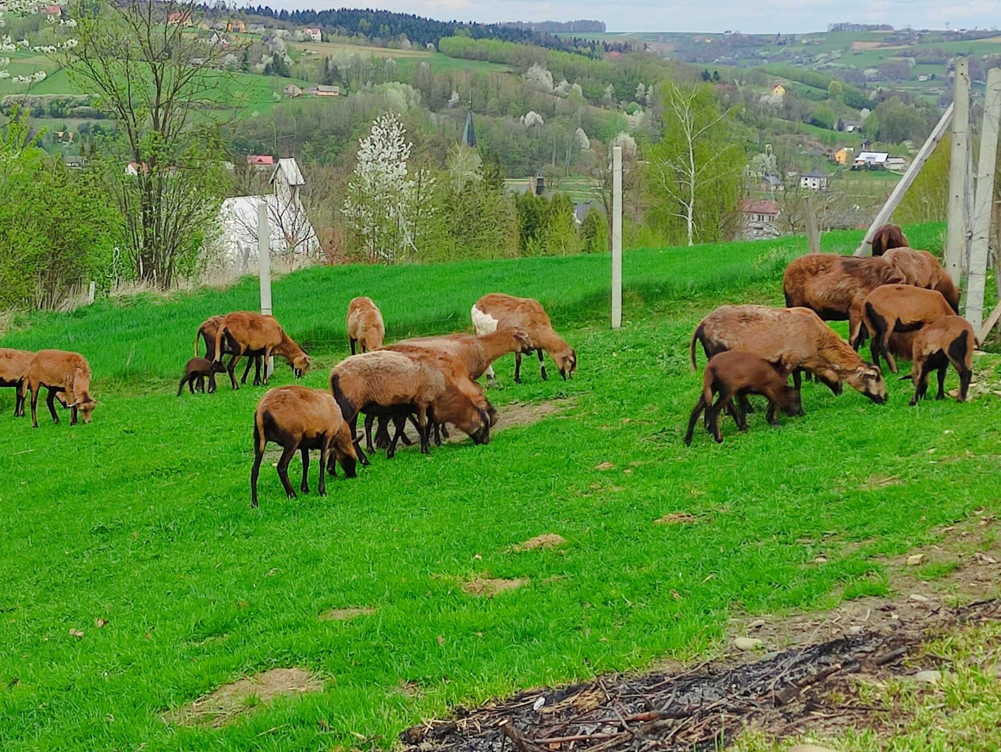 Sprzedam owce kameruńskie