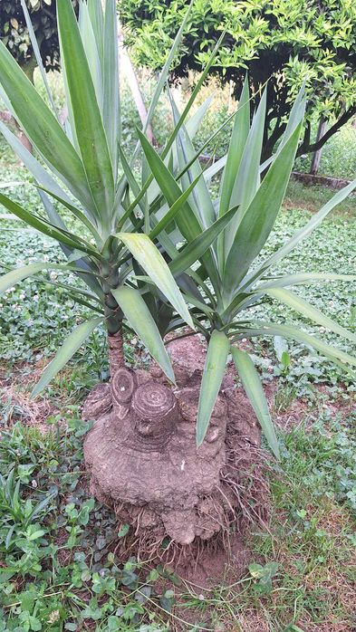 Fiteira para jardim