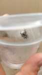 Skakun phidippus regius soroa kokon