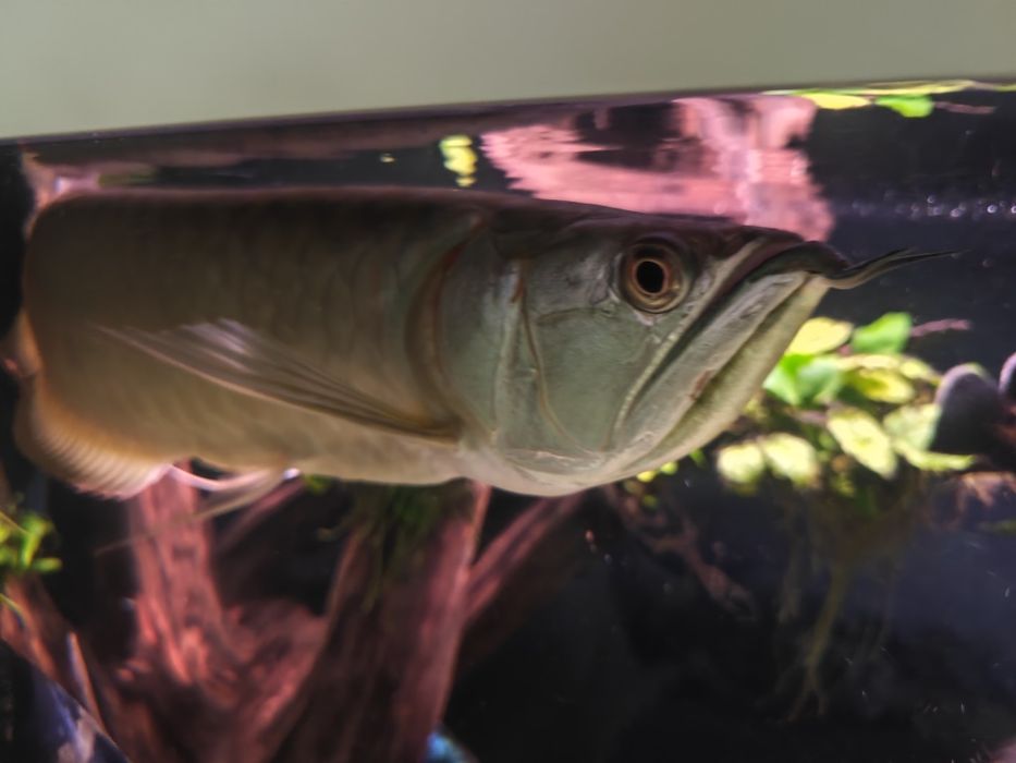 Arowana srebrna - Osteoglossum bicirrhosum