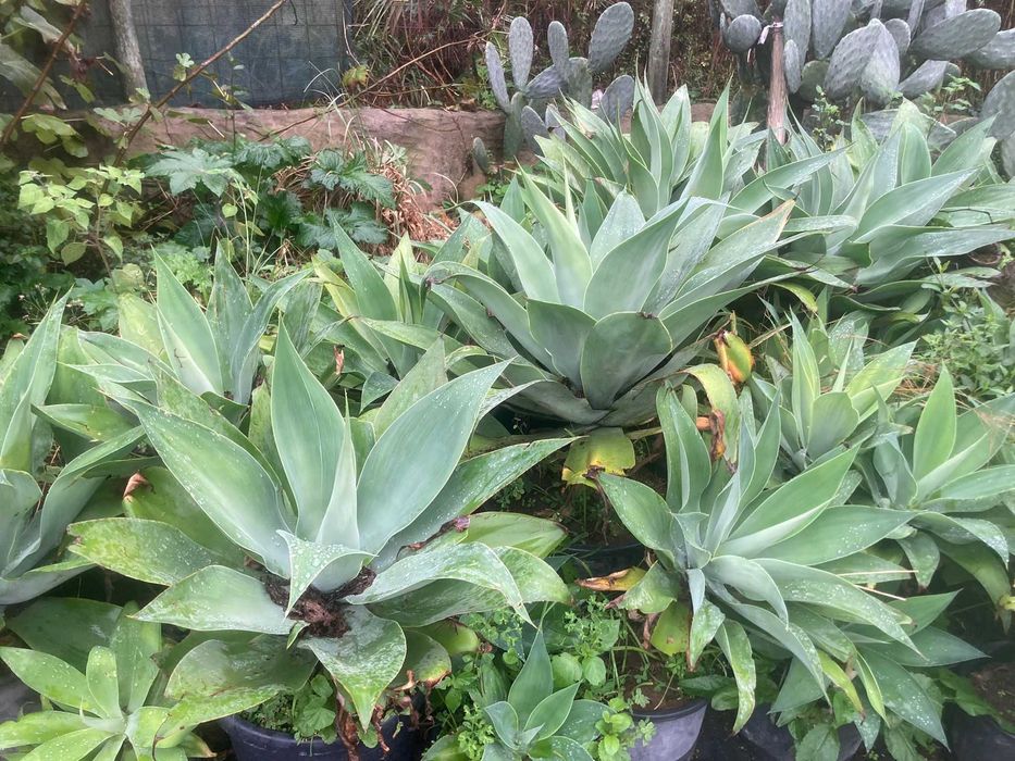 Agave atenuata (Agave Atenuatta)