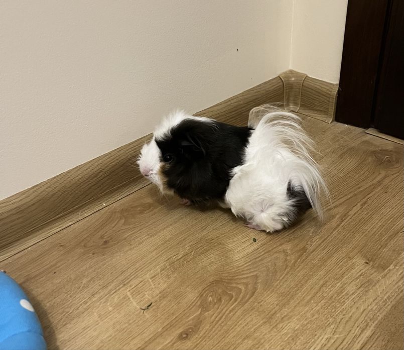 Swinki morskie samiczki