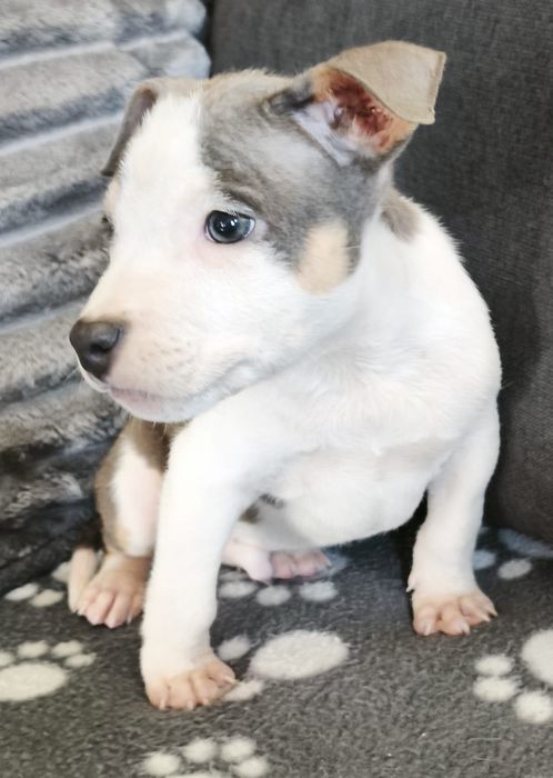 Américain staffordshire terrier com LOP