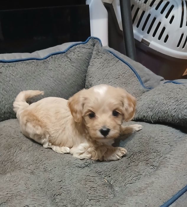 Przecydny Maltipo F1