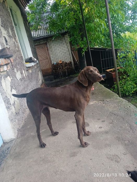 Курцхаар у добрі руки