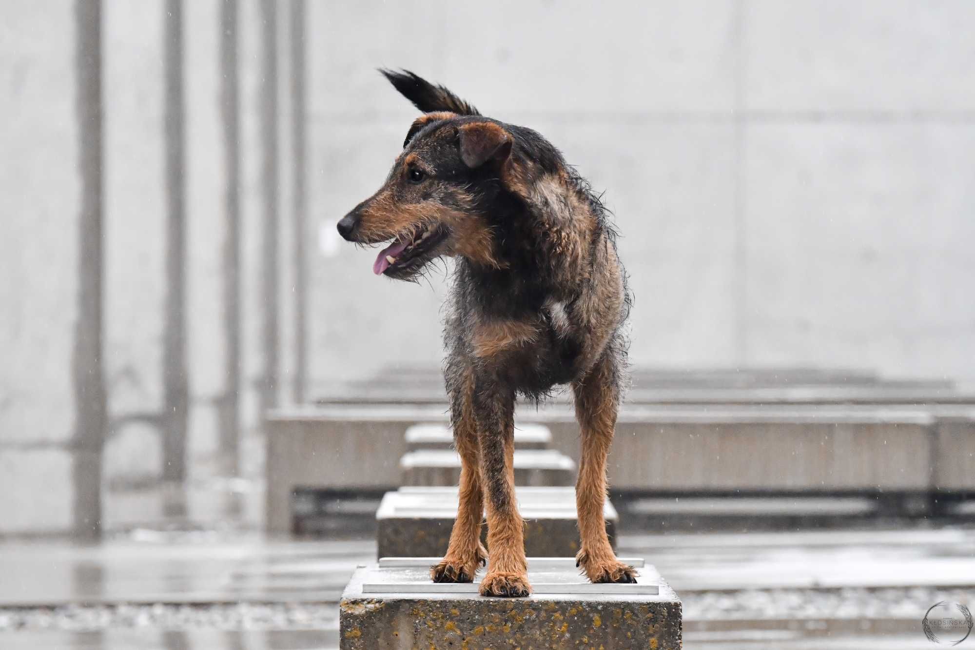 LENIGO - aktywny i charakterny trójłapek poleca się do adopcji