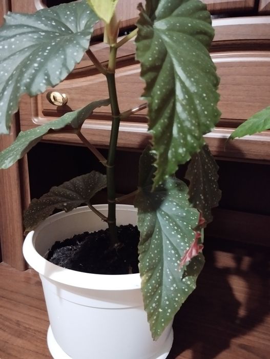 Продаю кімнаті рослини від 70 грн.  в Миколаєві