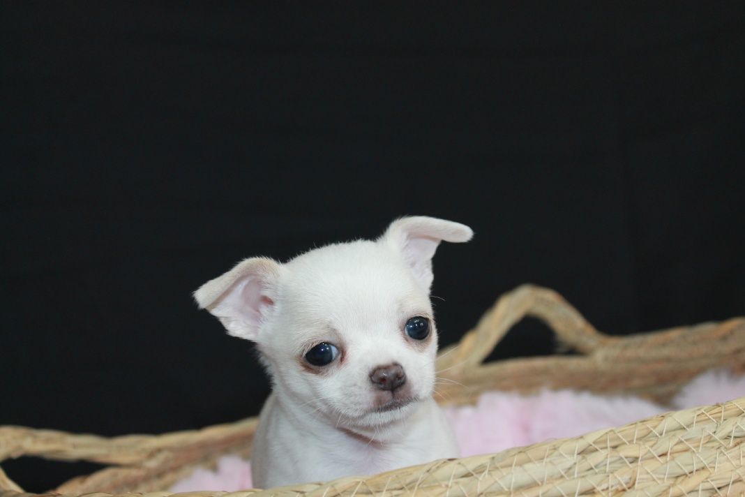 Chihuahua krótkowłosy biały chłopiec ZKwP FCI