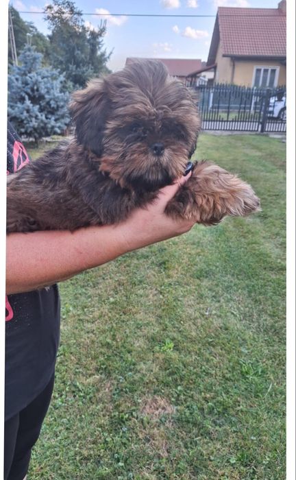 Szczeniaczek Shih Tzu