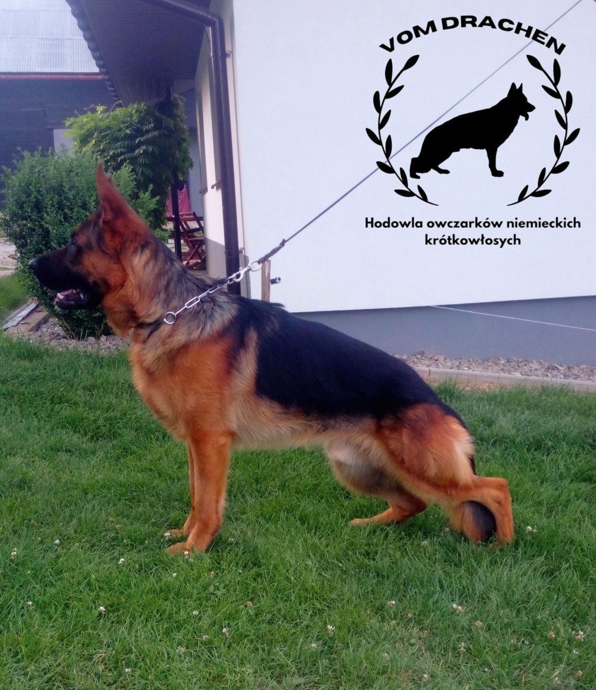 Szczeniak owczarek niemiecki krótkowłosy Champion INTERCHAMPIN