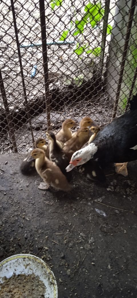 Продам каченят индокачки