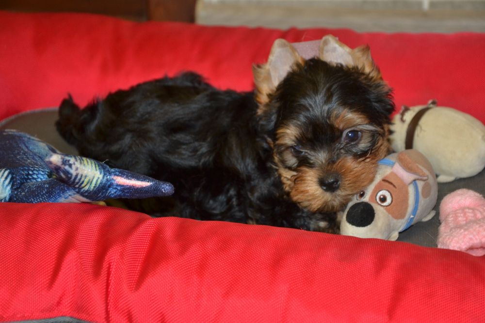 Гарна дівчинка з документами