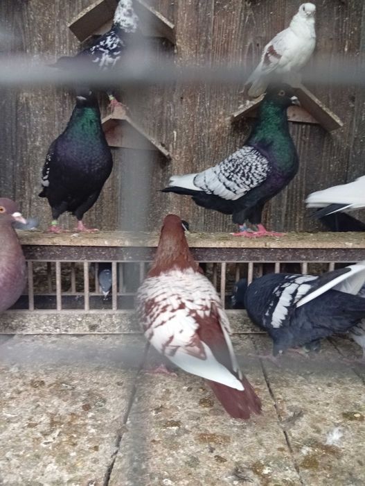 Ryś Polski mewka Polska garlacze