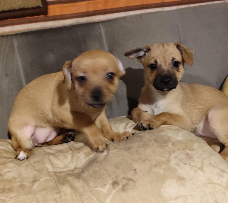 Malutkie 3 miesieczne pieskj do adopcji