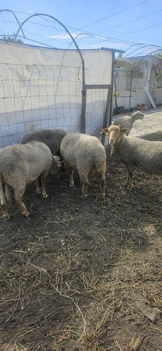 Vendo ovelhas e carneiro