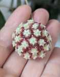 HOYA - Sprzedam/wymienię hoje | prywatna kolekcja