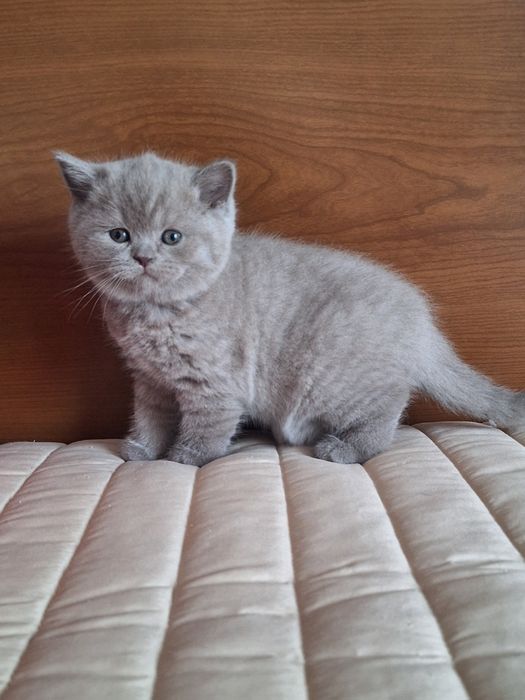 Fêmea  scottish straight lilás