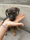 Oddam w dobre rece pieska