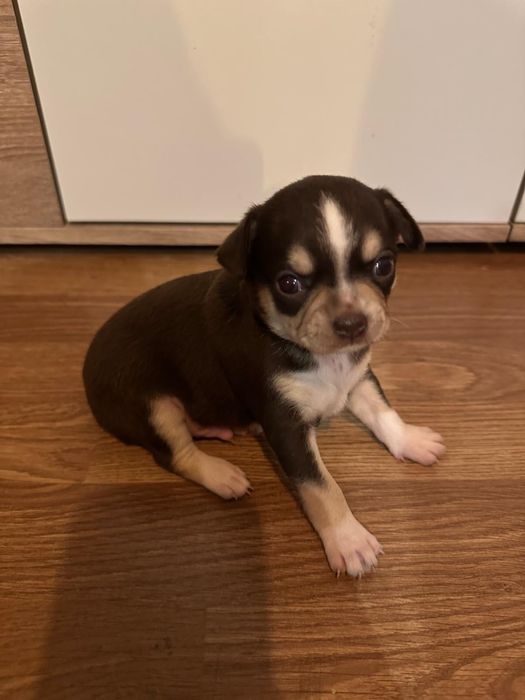 Menina   Macho da raça Chihuahua, muito pequena