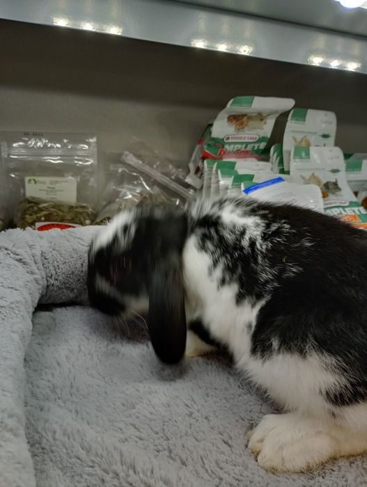 Króliki Baranki 2szt