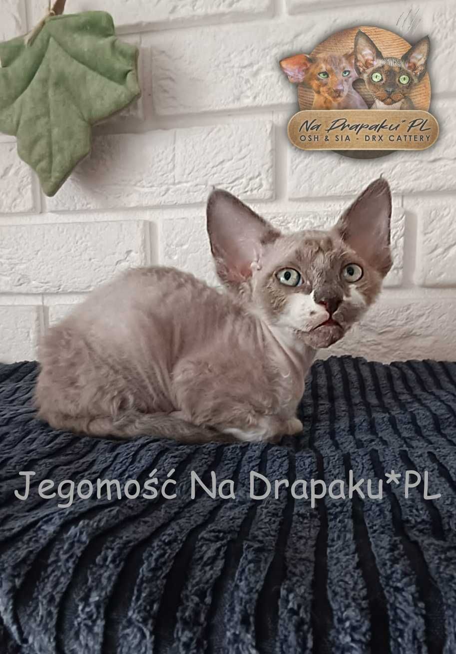 Jegomość Na Drapaku*PL kocurek niebieski point z białym