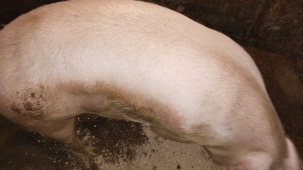 Продам половину свині