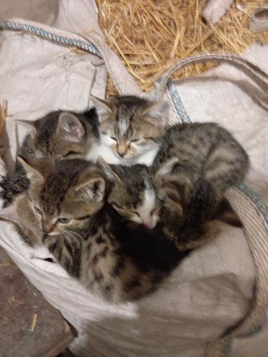 Koty oddam do adopcji