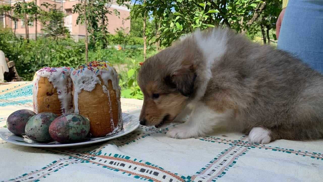 Цуценята коллі дівчатка і хлопчик