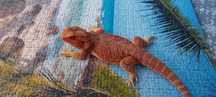 Agama brodata amiec