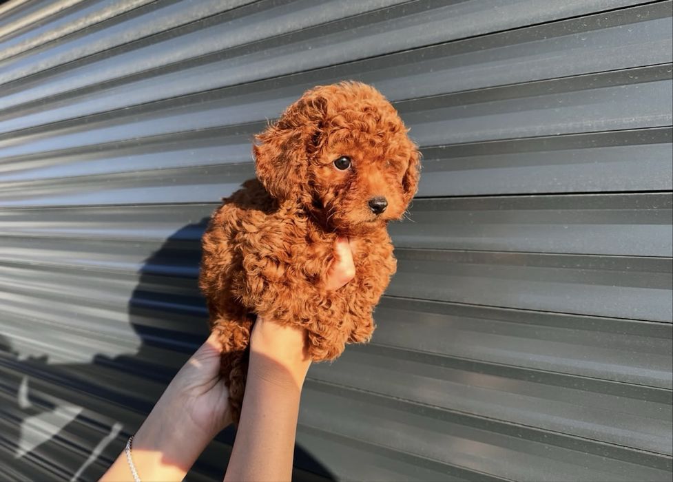 Exclusiva Caniche/Poodle Toy