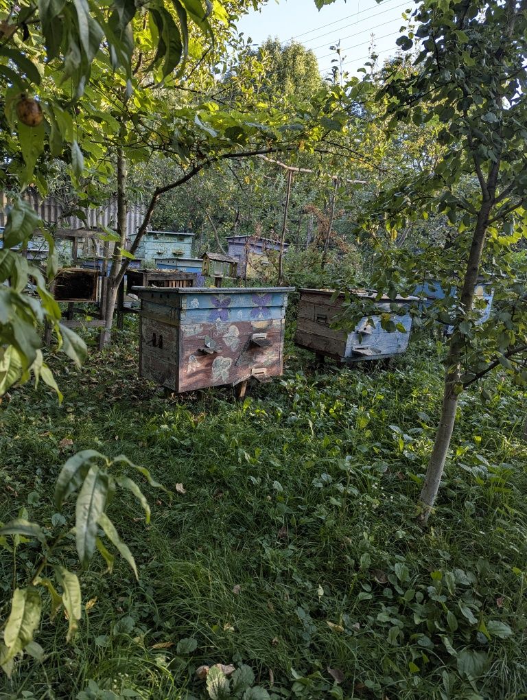 Пасіка. Вулики з бджолами. Вулики пусті.