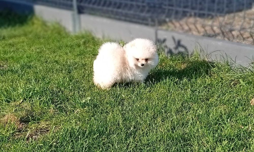 Szpic miniaturowy - Pomeranian (FCI)