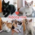 5 gatinhos bebés para Adoção consciente.