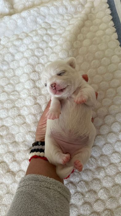 Chihuahua linda fêmea c/Lop