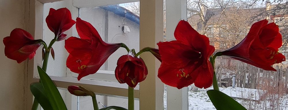 Гипеаструм или комнатная лилия