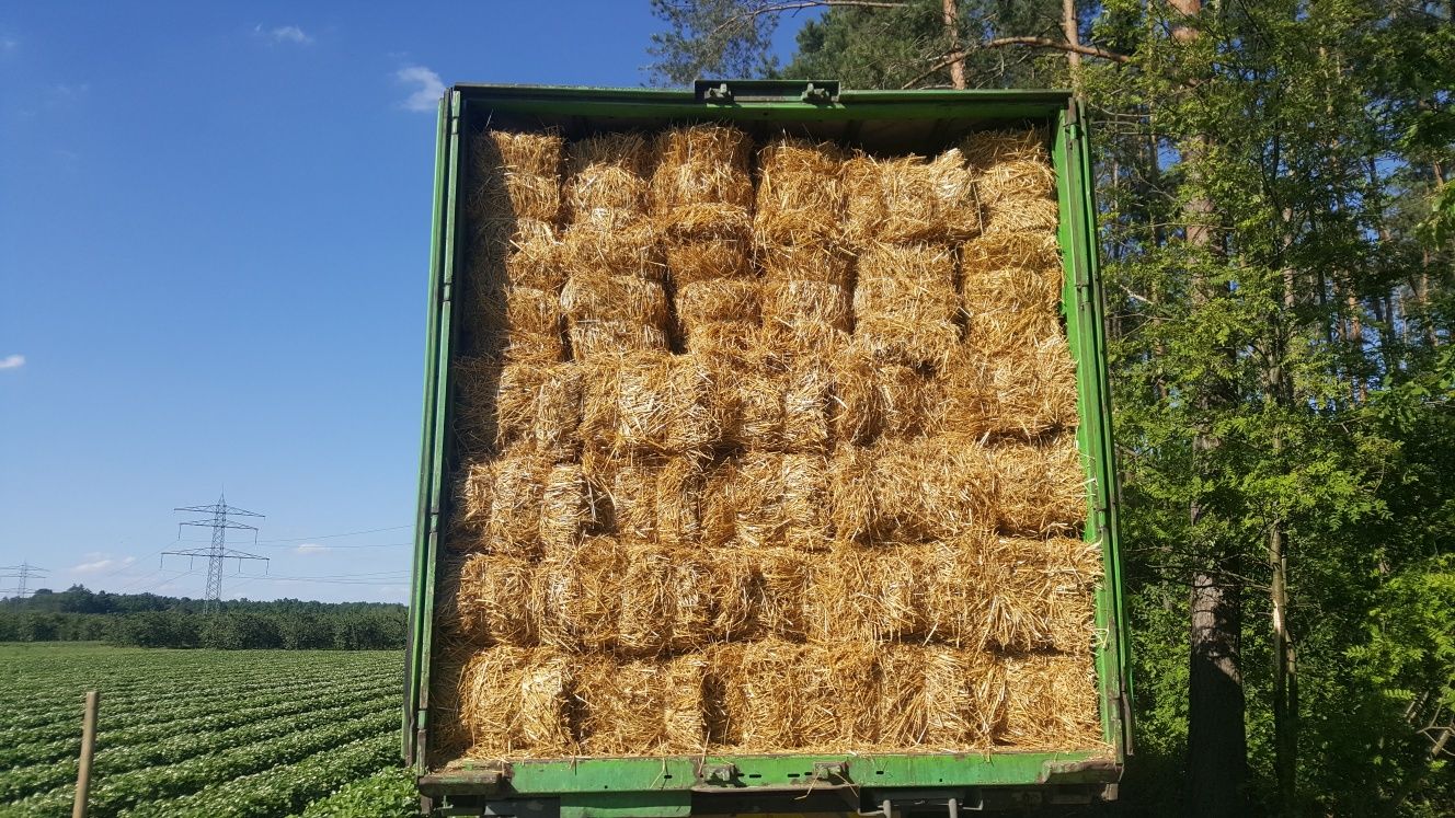 Sprzedam słomę żytnia w kostkach sloma ze stodoły sucha  klatkach